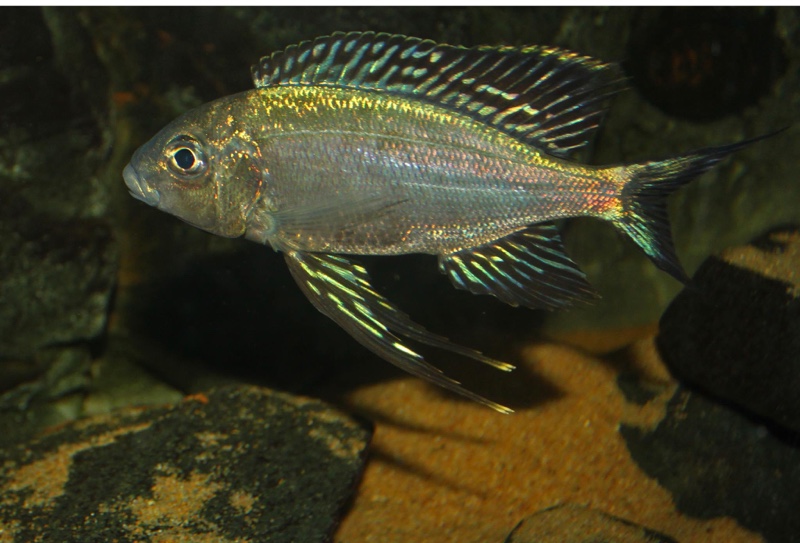 Cyathopharynx sp. 'green flush' Sibwesa